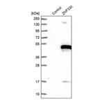 Merck Anti-ZNF330 antibody produced in rabbit