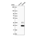 Merck Anti-CD300E antibody produced in rabbit