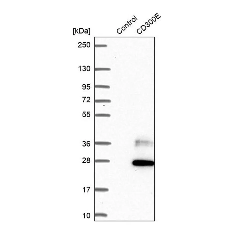 Merck Anti-CD300E antibody produced in rabbit