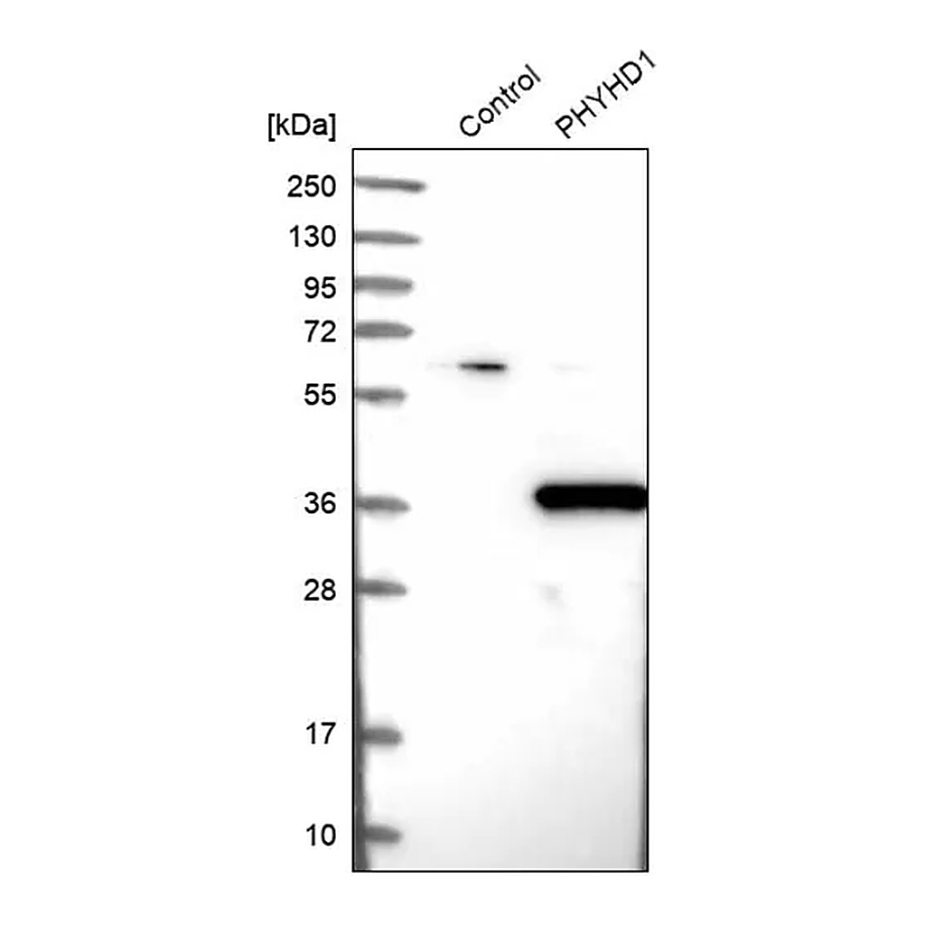Merck Anti-PHYHD1 antibody produced in rabbit