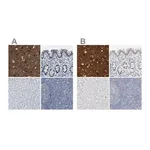 Merck Anti-RTN3 antibody produced in rabbit