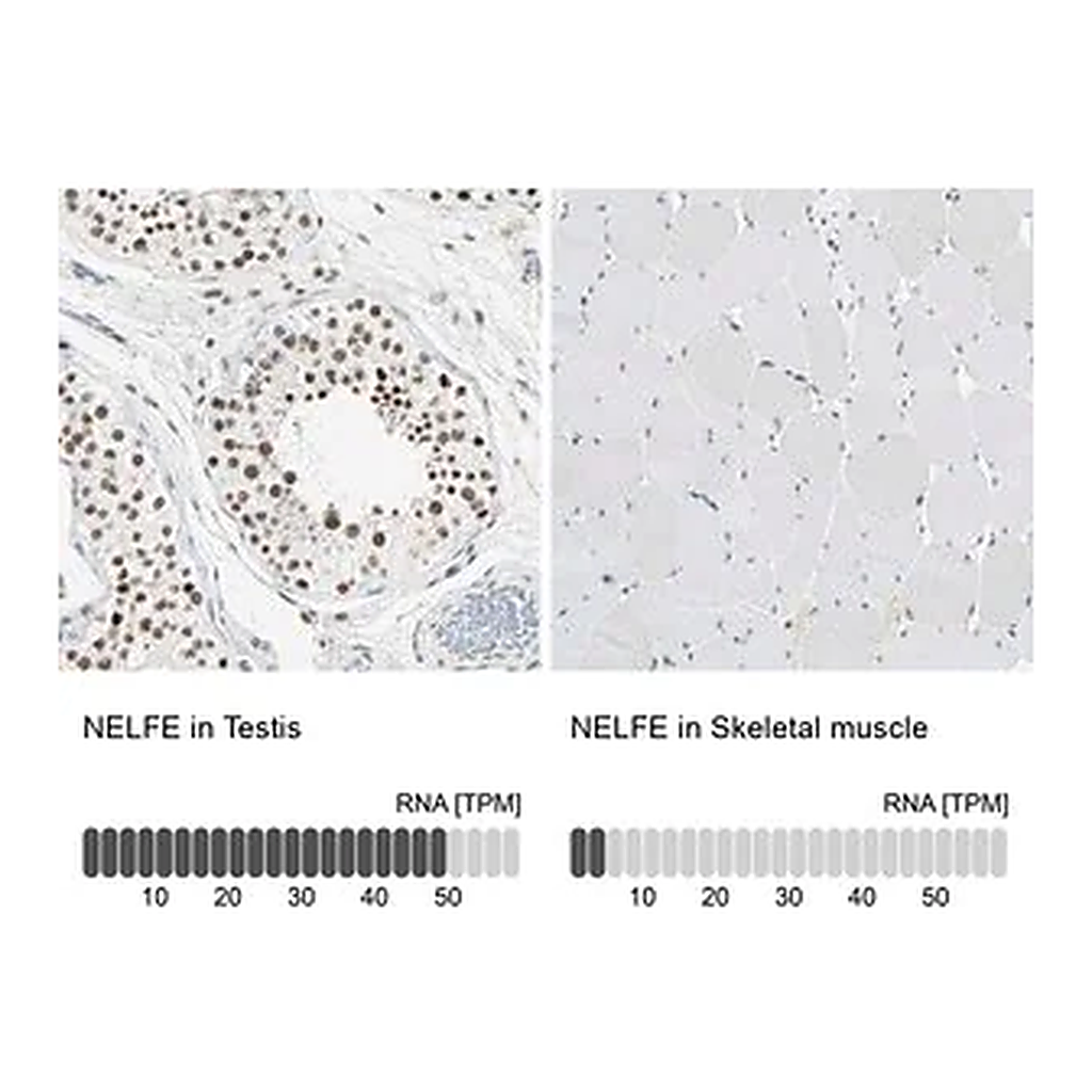 Merck Anti-NELFE antibody produced in rabbit