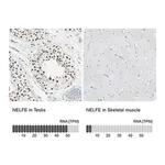 Merck Anti-NELFE antibody produced in rabbit
