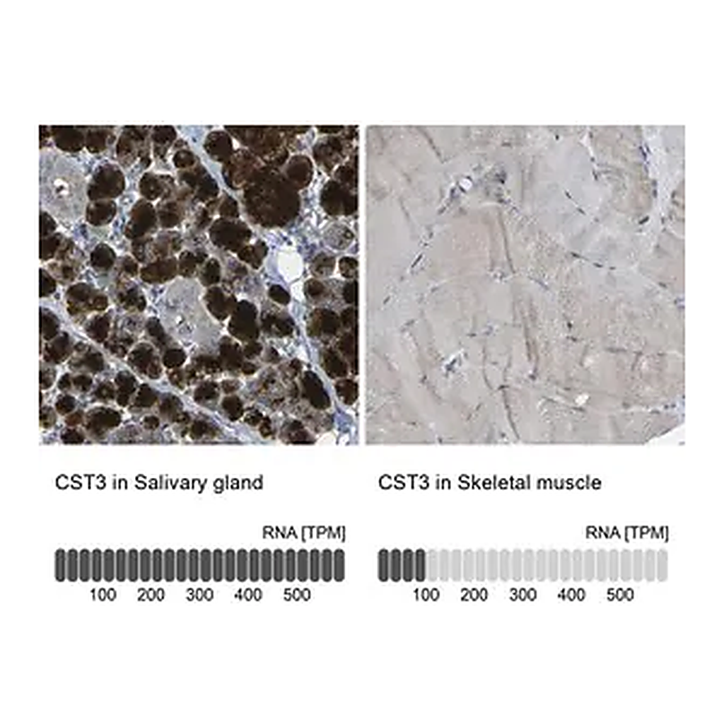 Merck Anti-CST3 antibody produced in rabbit
