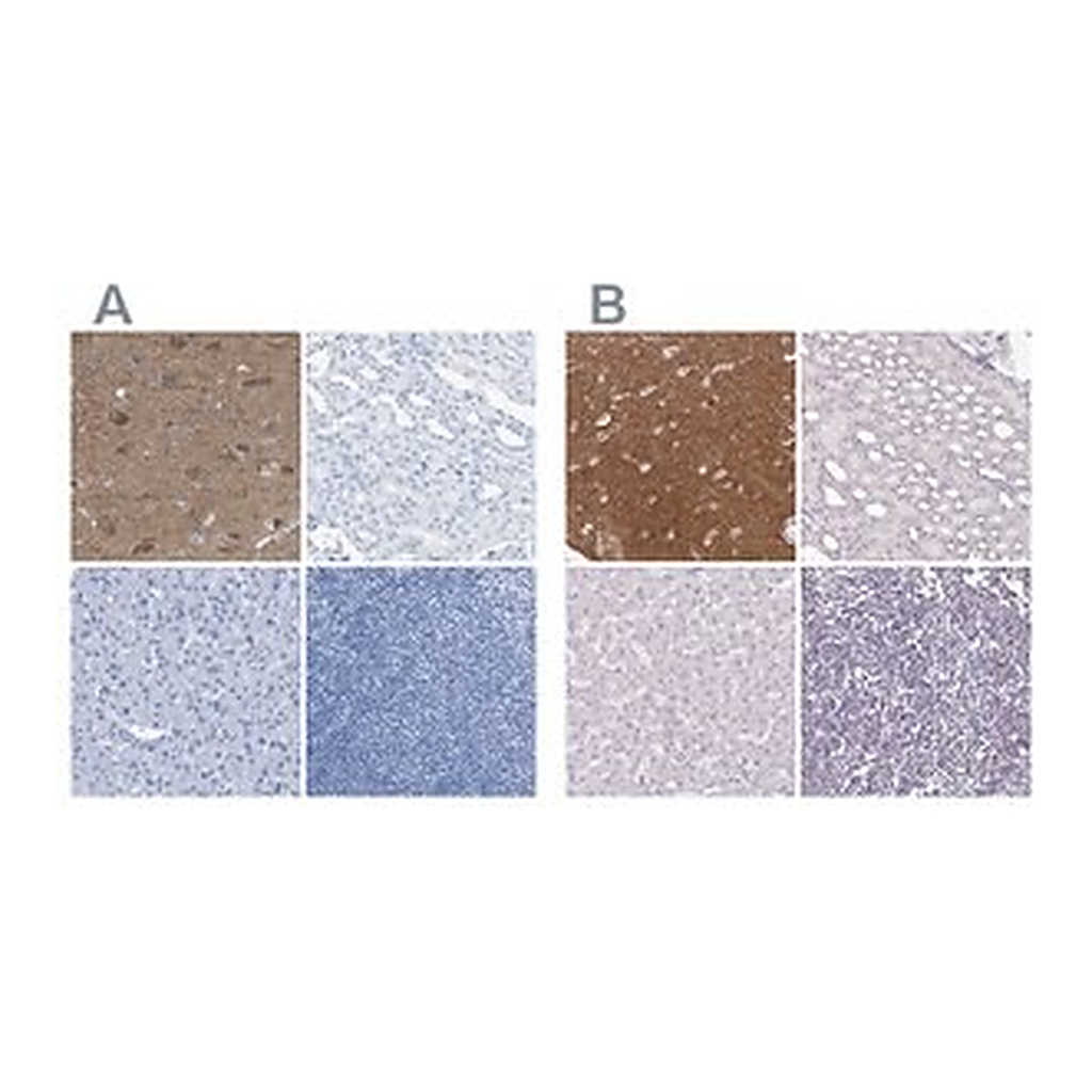 Merck Anti-FAIM2 antibody produced in rabbit