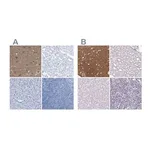 Merck Anti-FAIM2 antibody produced in rabbit