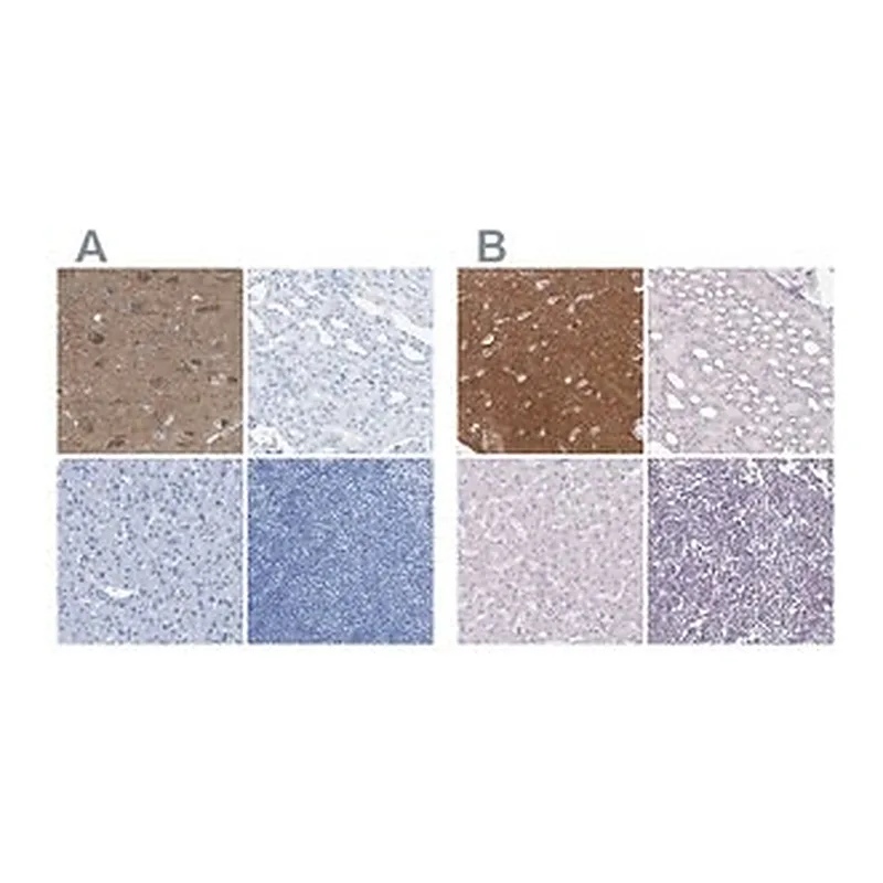 Merck Anti-FAIM2 antibody produced in rabbit