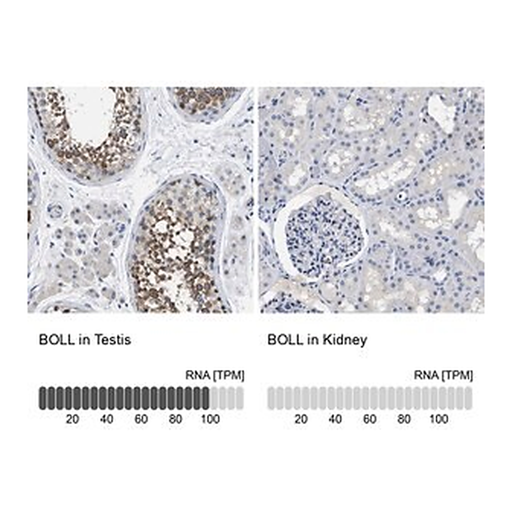 Merck Anti-BOLL antibody produced in rabbit