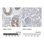 Merck Anti-BOLL antibody produced in rabbit