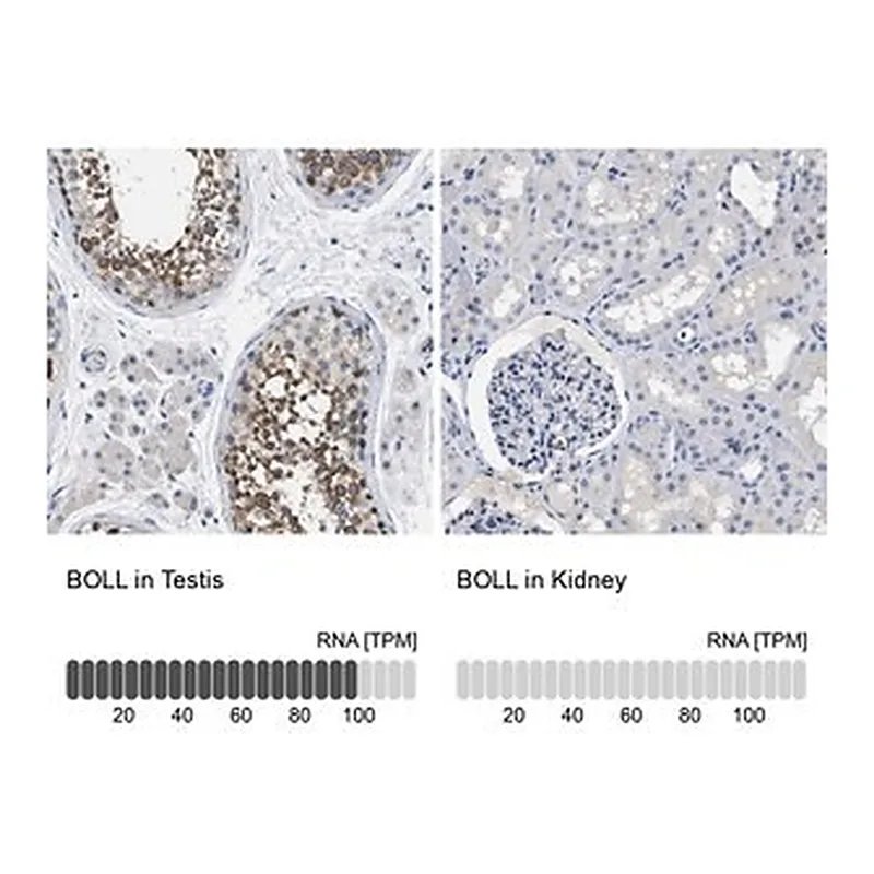 Merck Anti-BOLL antibody produced in rabbit
