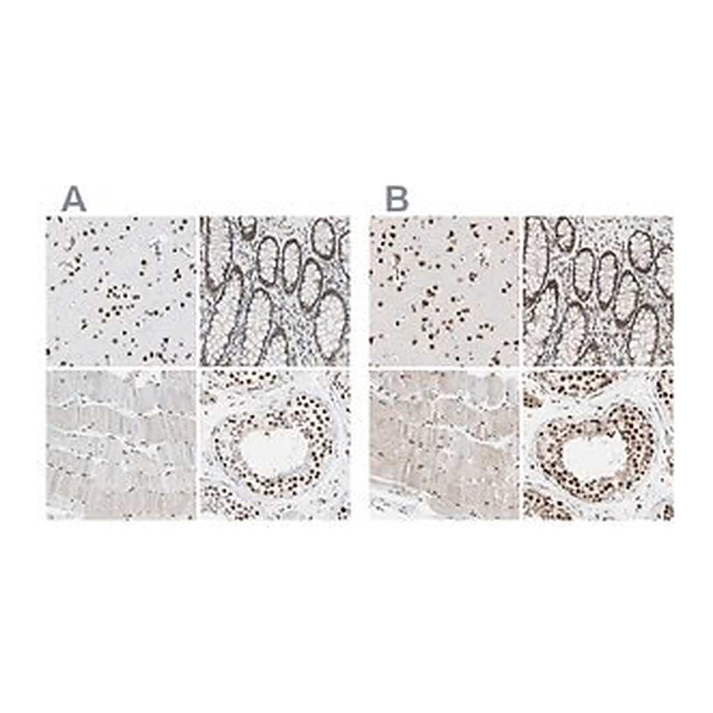 Merck Anti-FAM98B antibody produced in rabbit