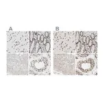 Merck Anti-FAM98B antibody produced in rabbit