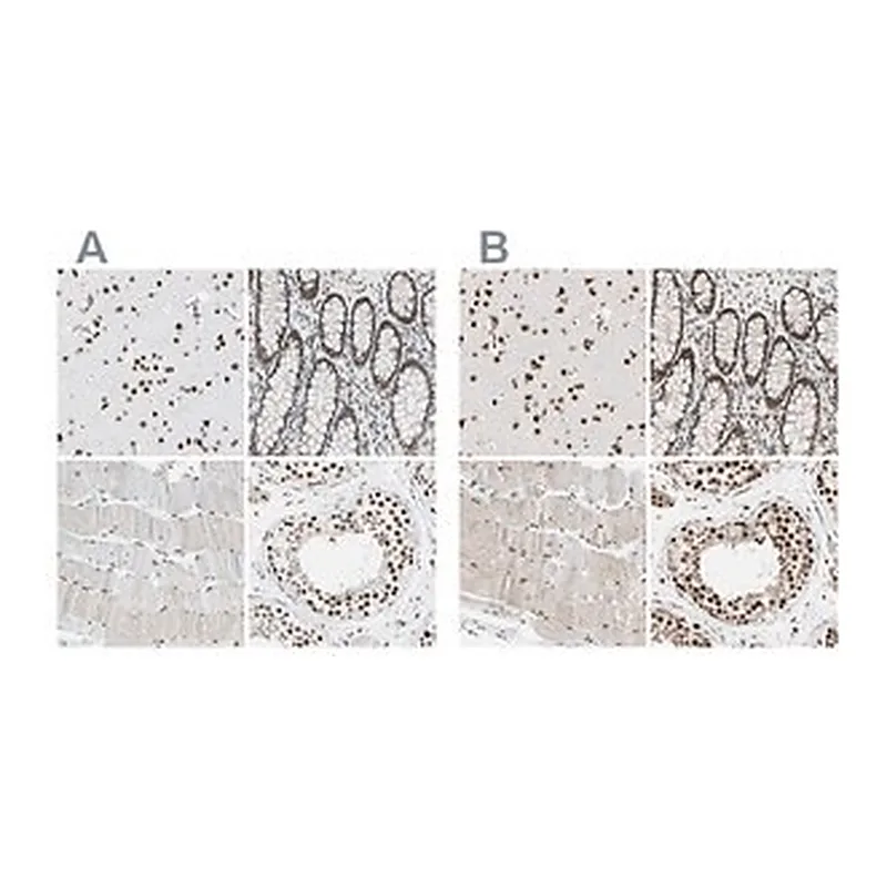 Merck Anti-FAM98B antibody produced in rabbit