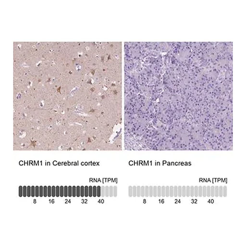 Merck Anti-CHRM1 antibody produced in rabbit