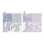 Merck Anti-EQTN antibody produced in rabbit
