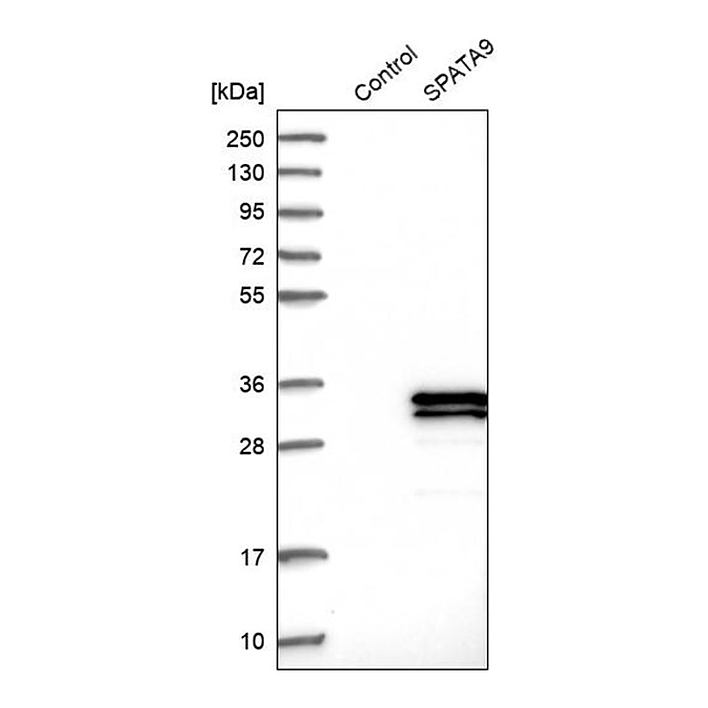 Merck Anti-SPATA9 antibody produced in rabbit