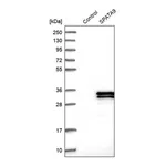 Merck Anti-SPATA9 antibody produced in rabbit