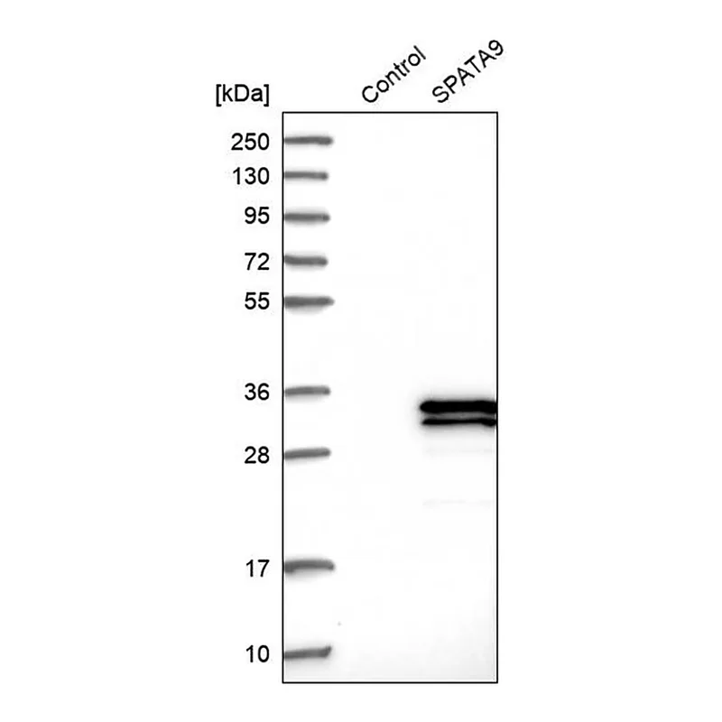 Merck Anti-SPATA9 antibody produced in rabbit