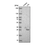 Merck Anti-LTA antibody produced in rabbit