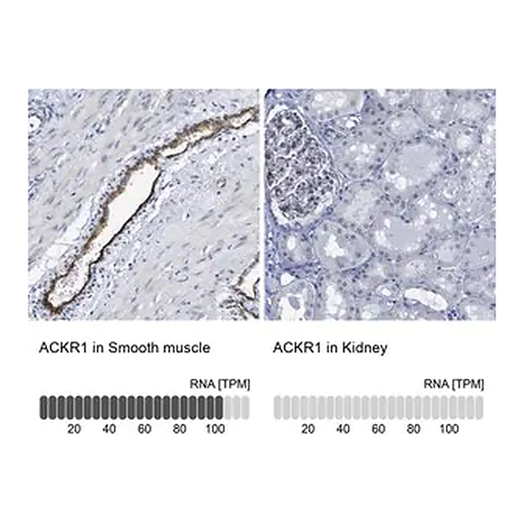 Merck Anti-ACKR1 antibody produced in rabbit