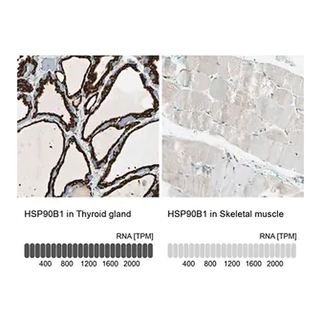 Merck Anti-HSP90B1 antibody produced in rabbit