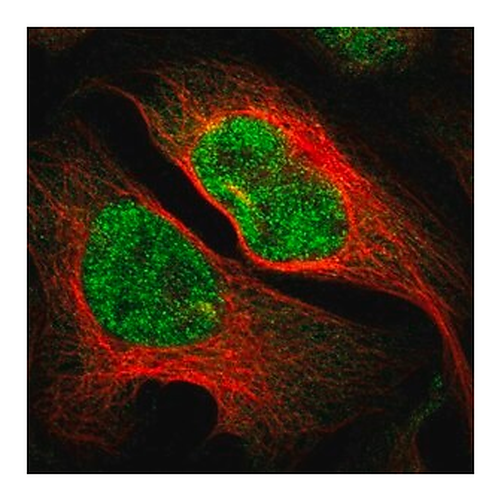 Merck Anti-IKZF5 antibody produced in rabbit