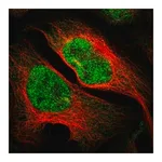 Merck Anti-IKZF5 antibody produced in rabbit