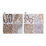 Merck Anti-TST antibody produced in rabbit