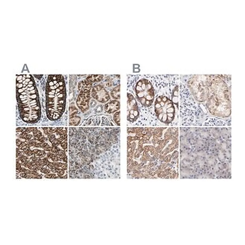 Merck Anti-TST antibody produced in rabbit