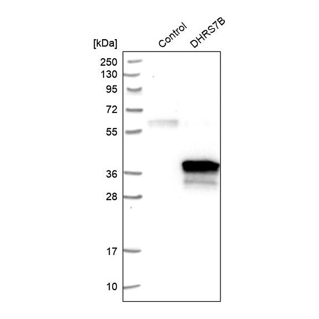 Merck Anti-DHRS7B antibody produced in rabbit