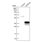 Merck Anti-DHRS7B antibody produced in rabbit