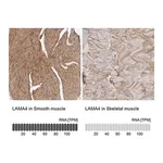 Merck Anti-LAMA4 antibody produced in rabbit