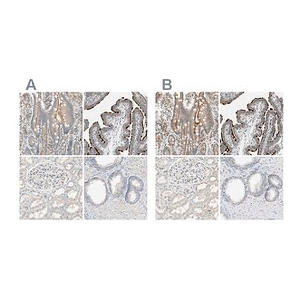 Merck Anti-MS4A8 antibody produced in rabbit