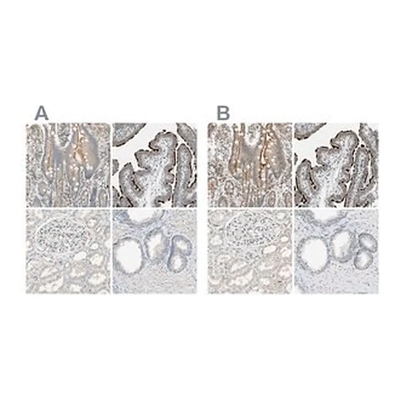 Merck Anti-MS4A8 antibody produced in rabbit