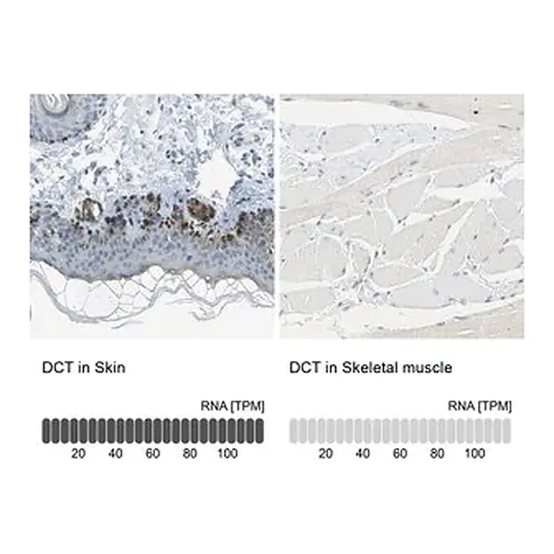 Merck Anti-DCT antibody produced in rabbit