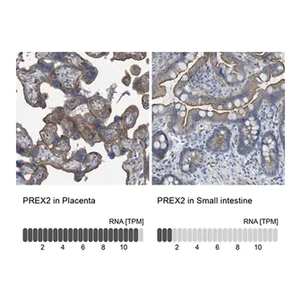 Merck Anti-PREX2 antibody produced in rabbit