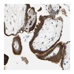 Merck Anti-ANGPTL1 antibody produced in rabbit
