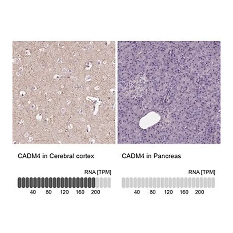 Merck Anti-CADM4 antibody produced in rabbit