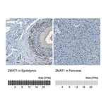 Merck Anti-ZMAT1 antibody produced in rabbit