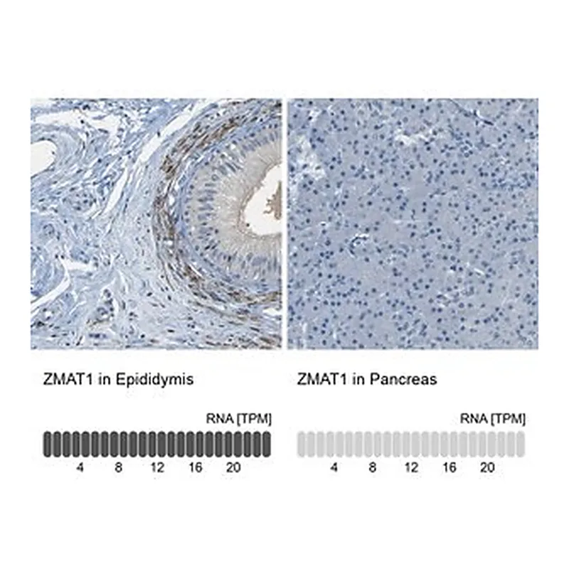Merck Anti-ZMAT1 antibody produced in rabbit