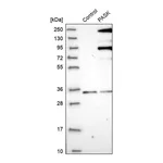 Merck Anti-PASK antibody produced in rabbit