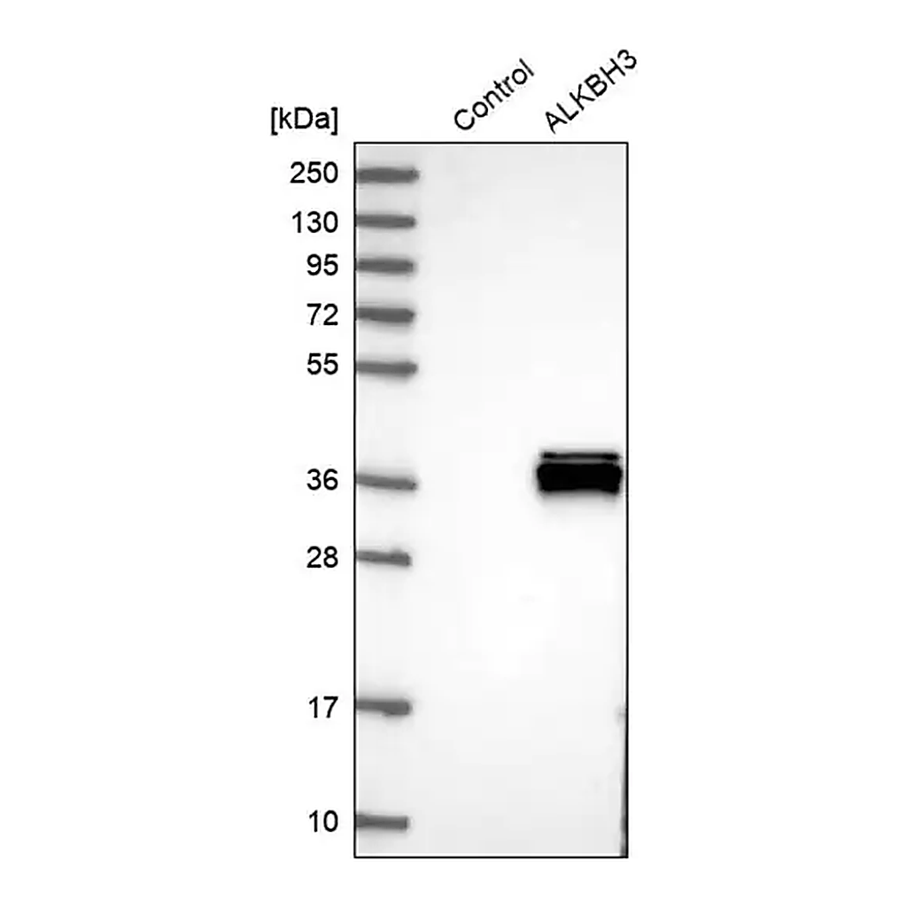 Merck Anti-ALKBH3 antibody produced in rabbit