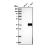 Merck Anti-ALKBH3 antibody produced in rabbit