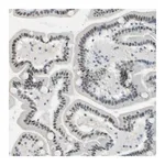 Merck Anti-RNF43 antibody produced in rabbit