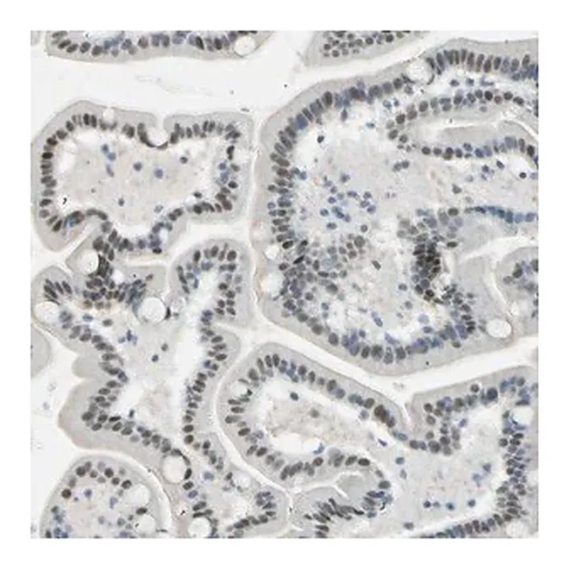 Merck Anti-RNF43 antibody produced in rabbit