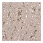 Merck Anti-ADAP1 antibody produced in rabbit