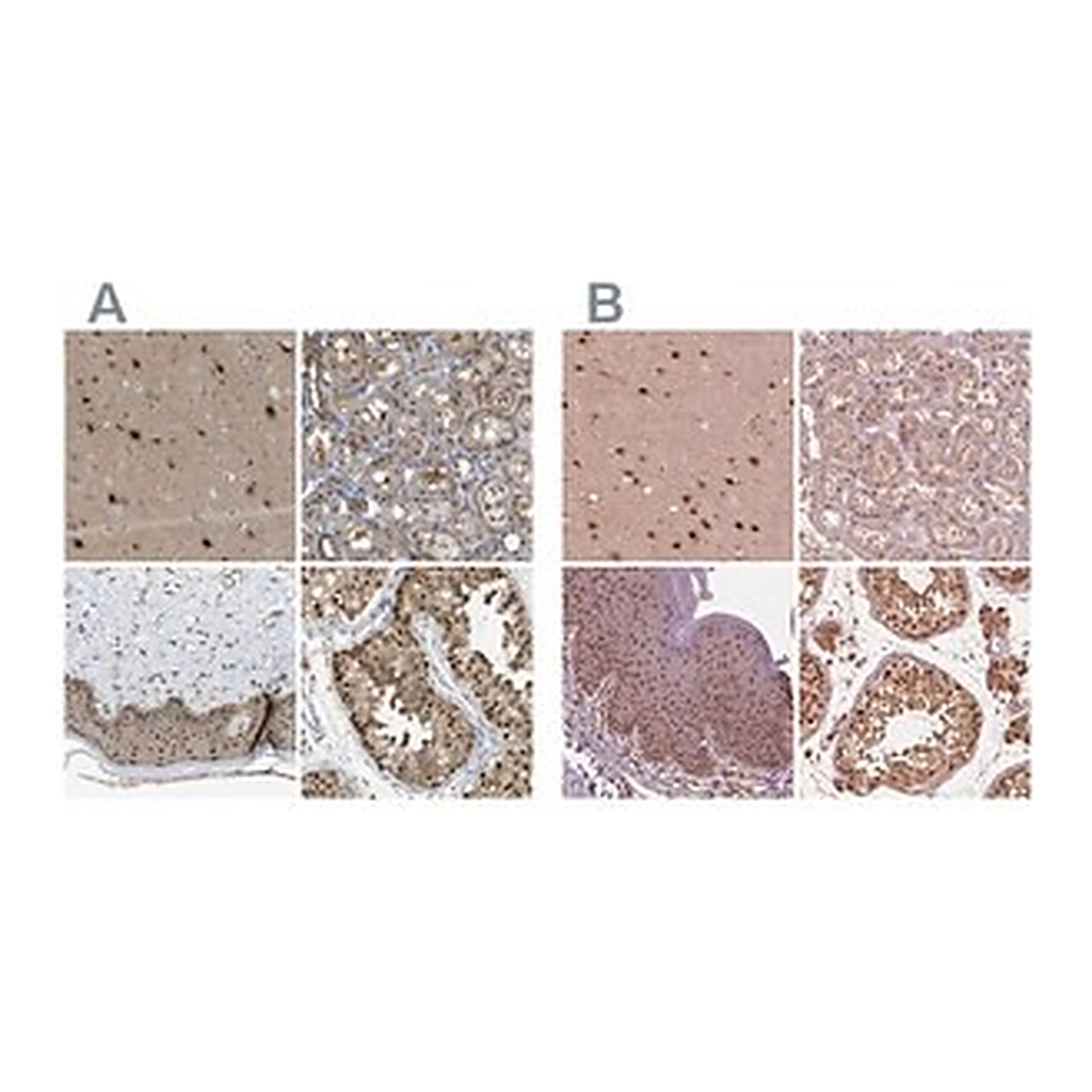 Merck Anti-PSMC5 antibody produced in rabbit