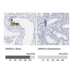 Merck Anti-SPATA3 antibody produced in rabbit