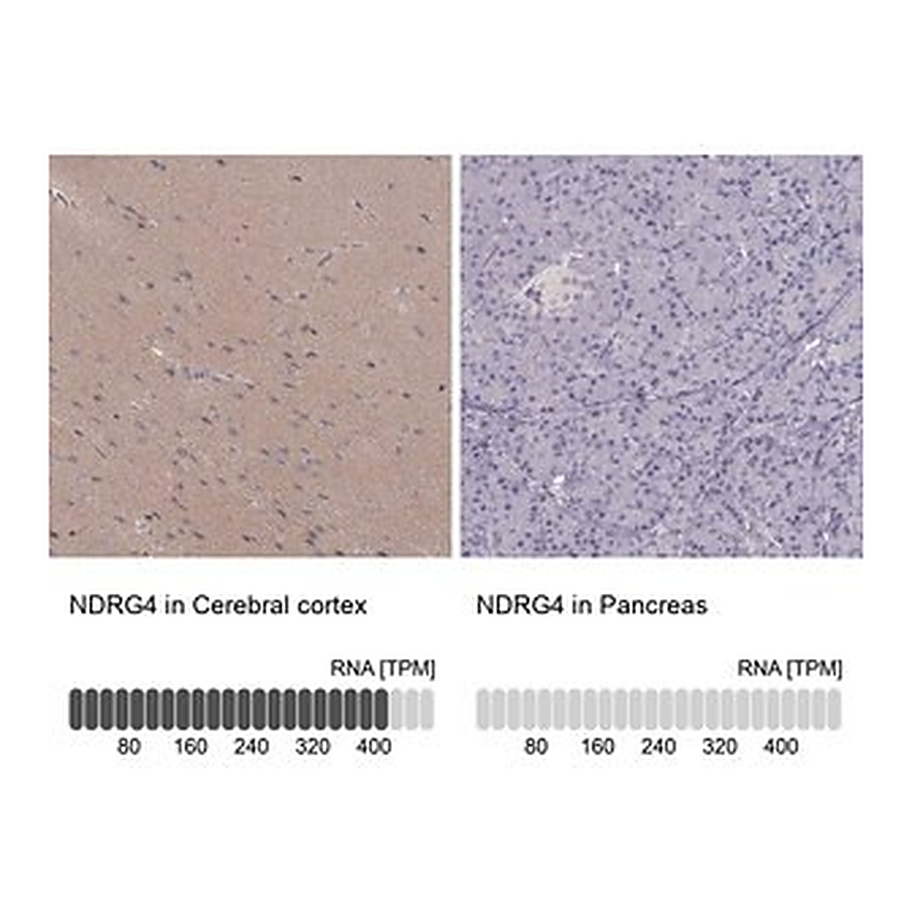 Merck Anti-NDRG4 antibody produced in rabbit