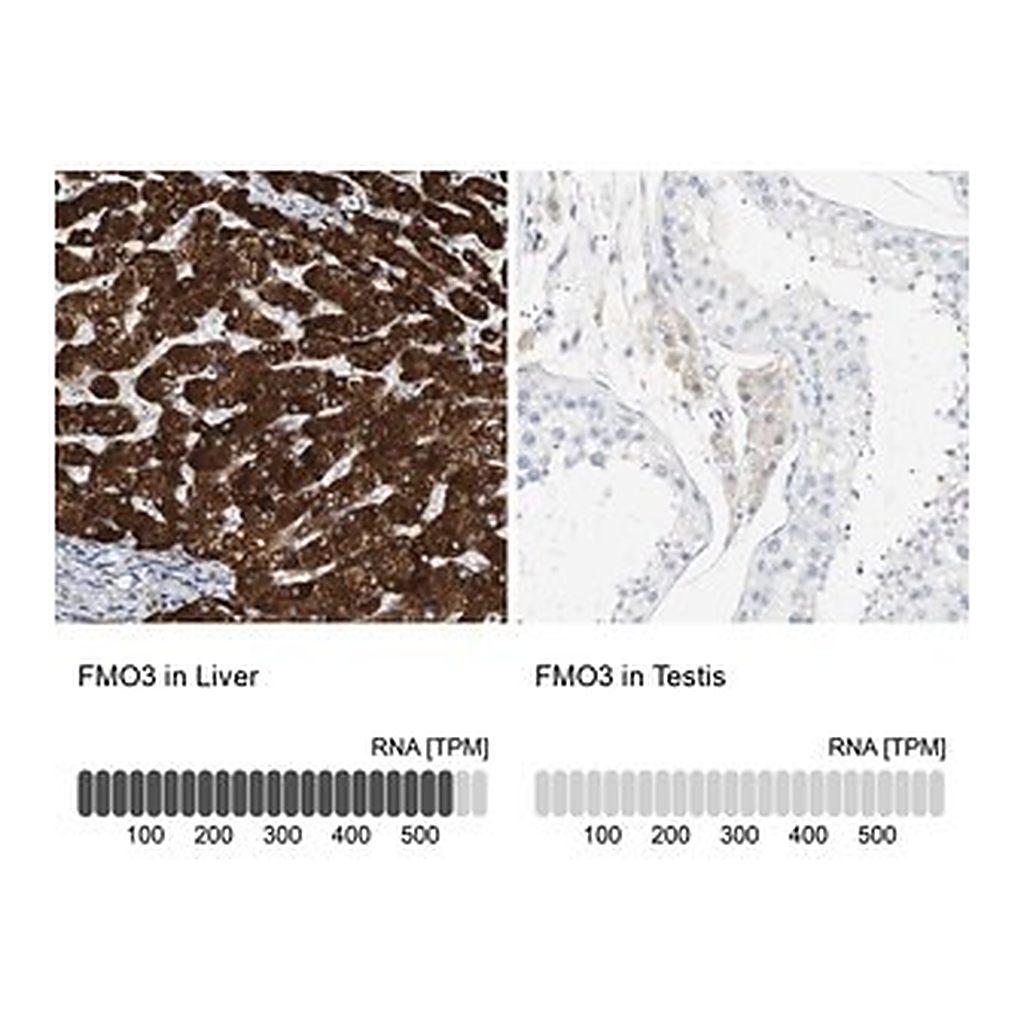 Merck Anti-FMO3 antibody produced in rabbit